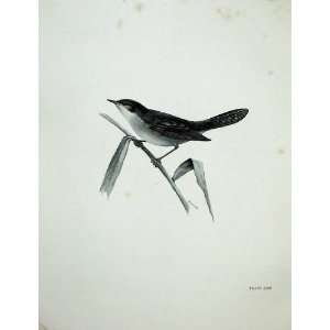  1908 SaviS Warbler Locustella Luscinioides Bird Print 