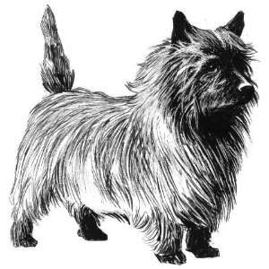   of 12 Parchment Gift Tags Line Drawing Cairn Terrier