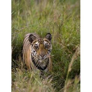 Indian Tiger, Bandhavgarh National Park, Madhya Pradesh State, India 