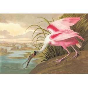  Exclusive By Buyenlarge Roseate Spoonbill 28x42 Giclee on 
