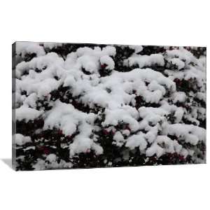  Snowcovered Flowers   Gallery Wrapped Canvas   Museum 