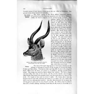  NATURAL HISTORY 1894 HEAD AFRICAN HARNESSED ANTELOPE