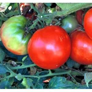    MarglobeTomato 48 Plants   Longtime Favorite Patio, Lawn & Garden