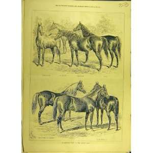  1877 Mynton Stud Horses Syrian Knapp Sturgess Print