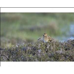  Snipe   amongst heather on breeding grounds Photographic 