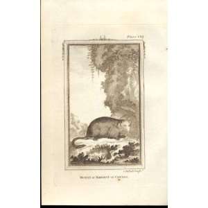  Marmot Of Canadia 1812 Buffon Natural History Pl 149