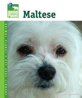   Maltese Everything about Purchase, Care, Nutrition 