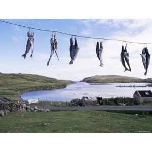  Fish Drying, Skerries, Shetlands, Scotland, United Kingdom 