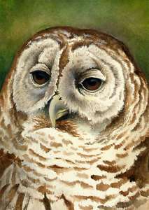 5x7 Barred Owl OE Giclee Print by Eric Dull  