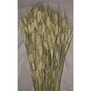  Club Wheat Bundle