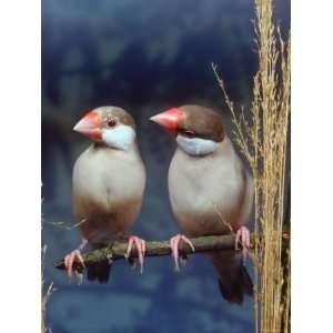  Java Sparrows, Cream (Padda Oryzivora) Premium Poster 