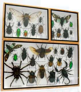 Assort 33 insect taxidermy in wood box collection set 0178  