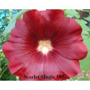 No. 107 Scarlet Alcea Rosea Hollyhock 30 Flower Seeds Plus 