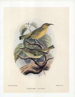FREDERICK FROHAWK bird print Hawaiian honeycreeper CHLORIS AMAKIHI 