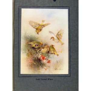   Birds In Flight C1922 Gold Crested Wrens Color Print