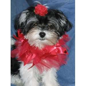   Ribbon Dog Collars Rainbow and Red with Hair Clips