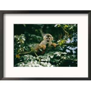  A Squirrel Monkey Hides in the Brush Collections Framed 
