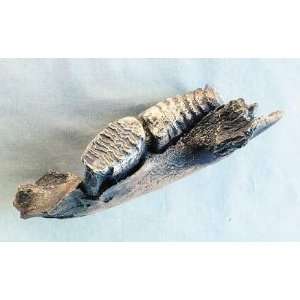  Juvenile Woolly Mammoth Jaw Fossil Replica Everything 