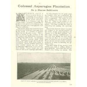  1906 Asparagus Plantation Bouldin Island CA Voorman Co 