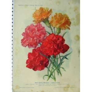    1909 Winter Flowering Carnations Red Yellow Flowers