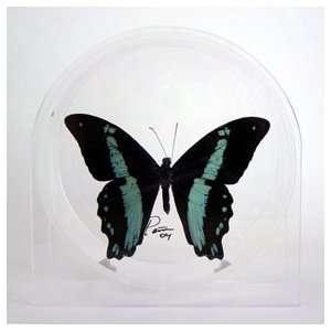  Real Butterfly   Papilio Bromius in Round Acrylic Case 