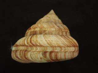 Pleurotomaria Atlantica, 63mm, F+/F++, Shells Brazil  