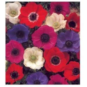   Color DeCaen Anemone Flower Bulbs, windflowers Patio, Lawn & Garden