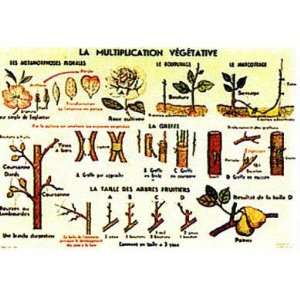  Multiplication Vege