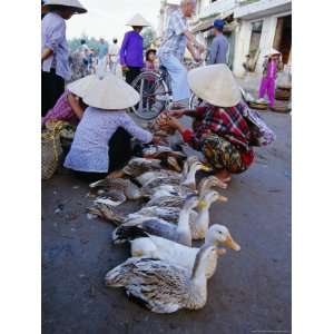  Ducks with Their Feet Tied for Sale in Market Area, Hoi An 