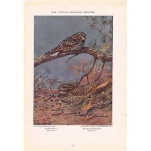 1932 Whippoorwill Chuck Wills Willow   Allan Brooks Vintage Bird 