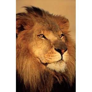 LION CLOSE UP WILD LIFE AFRICA 24X36 POSTER #PP30897 