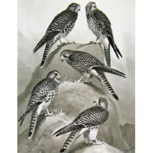  Eagles Hawks & Falcons Common Kestrel Color Plate 1898 