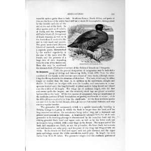  GOOSANDER DUCK BIRD FERRUGINOUS NATURAL HISTORY 1895