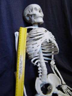 Human Skeleton/Skeletons 33.5 tall, Anatomical Model  