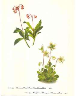Plants include Bearberry, Ptarmigan berry, Pipsissewa, Wintergreen 