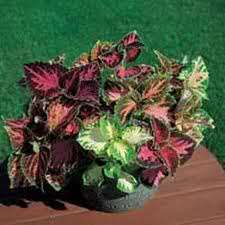One of the best plants for adding masses of colourful foliage to 