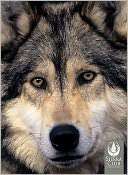Gray Wolves Boxed Notecards Sierra Club
