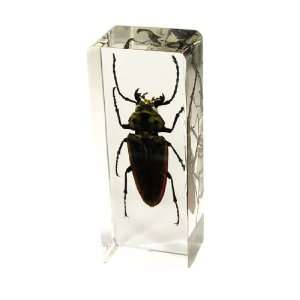 Real Trictenotomid beetles Paperweight 