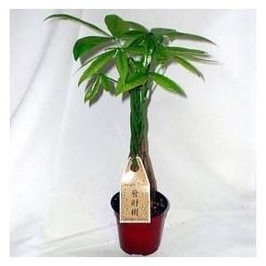 2CHIXGIFTS 5 BRAIDED MONEY TREE 2  Grocery & Gourmet Food