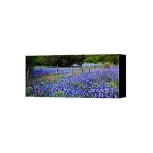 Hill Country Heaven   Texas Bluebonnets wildflowers landscape fence 
