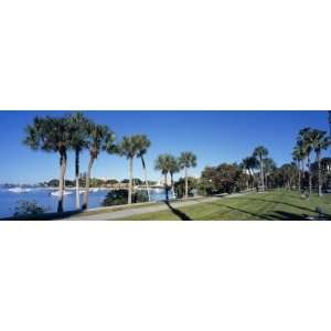 Palm Trees in a Park, Bayfront Park, Sarasota Bay, Sarasota, Florida 