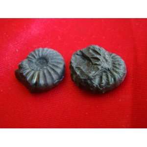  S8313 Black Ammonite Fossil Double Sided 2 pcs Healing 