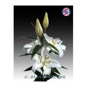 Oriental Lilies White 100 Flowers 24   28 Long  Grocery 