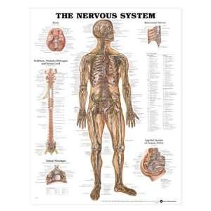 Nervous System Anatomical Chart  Industrial & Scientific