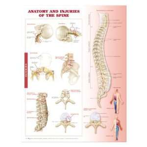 Anatomy and Injuries of the Spine Anatomical Chart  