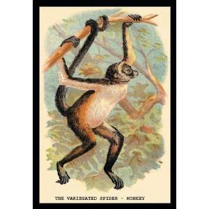   15156 0P2030 The Variegated Spider Monkey 20x30 poster