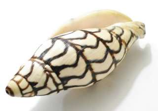 Seashell Volute Volutoconus Bednalli 126.5 mm.  