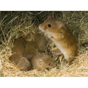  Harvest Mouse Mother Standing over 1 Week Babies in Nest 