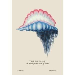  Medusa, or Portuguese Man of War   12x18 Framed Print in 