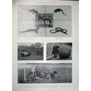  1902 Bodleian Library Casket Drake Chair Animals Sport 